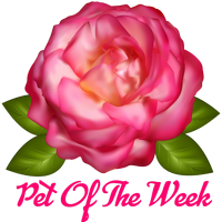 a pet of the week award